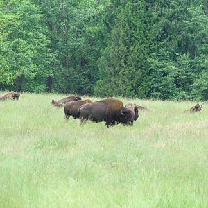 American Bison