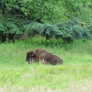 American Bison