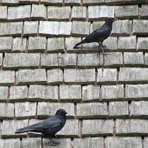 American Crows (wild)