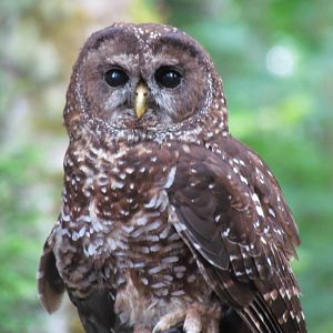 Spotted Owl