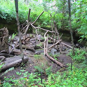 Northern Raccoon Exhibit