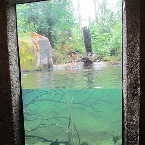 River Otter Exhibit