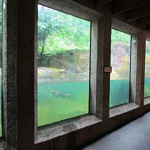 American Beaver Exhibit