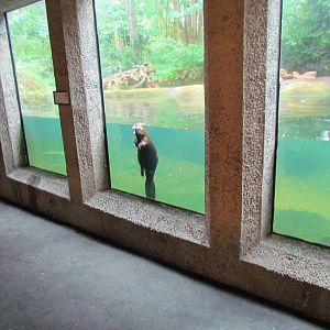 American Beaver Exhibit