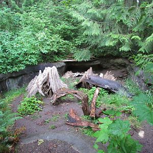 Striped Skunk Exhibit