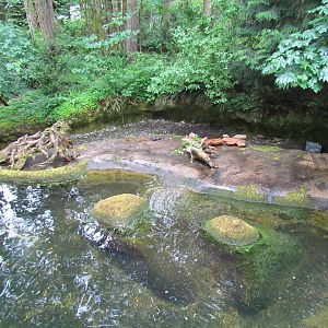 American Beaver Exhibit