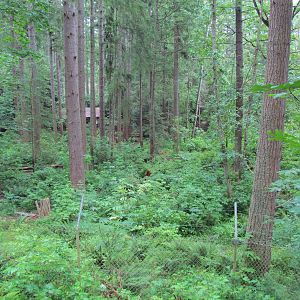 American Black Bear Exhibit
