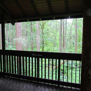 American Black Bear Exhibit