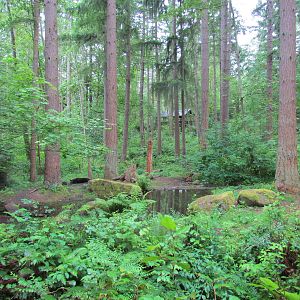 American Black Bear Exhibit