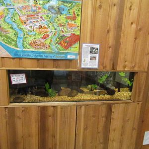 Pacific Giant Salamander