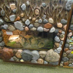 Pacific Gopher Snake