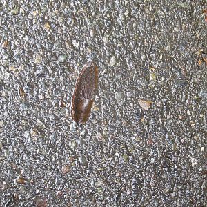 Not a Banana Slug (wild)