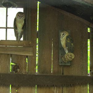 Common Barn Owl Aviary