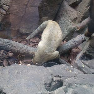 Ring-Tailed Coati