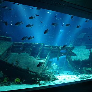 S.E.A. Aquarium - Shipwreck / Strait of Karimata and Java Sea