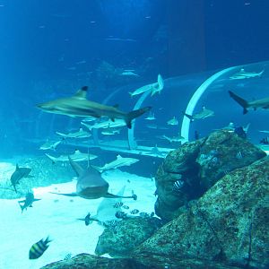 S.E.A. Aquarium - Shark Seas
