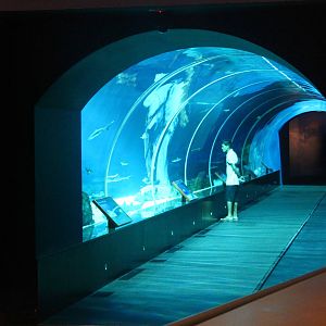S.E.A. Aquarium - Shark Seas
