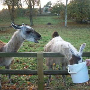 Sewerby Zoo, feeding the Llamas 17th November 2012