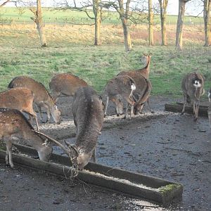 Sewerby Hall and Gardens, Formosan Sika Deer 17th November 2012