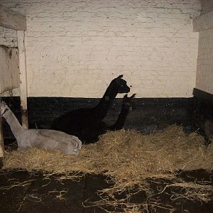 Sewerby Zoo, Madge cheating on Shane 17th November 2012