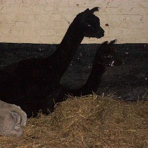 Sewerby Zoo, Madge cheating on Shane 17th November 2012