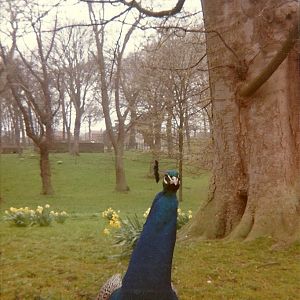 Sewerby Hall and Gardens 1976