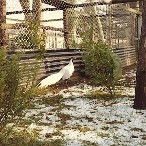 Sewerby Zoo early 1980s