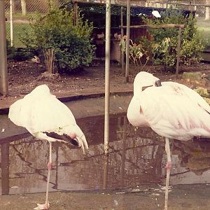 Sewerby Zoo early 1980s