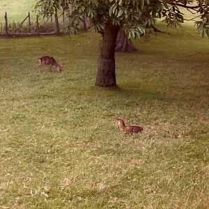 Sewerby Zoo early 1980s