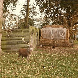 Sewerby Hall and Gardens 1985