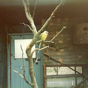 Sewerby Zoo 1985