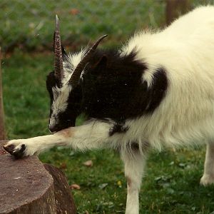 Sewerby Zoo mid-1990s