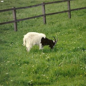 Sewerby Zoo early 1990s