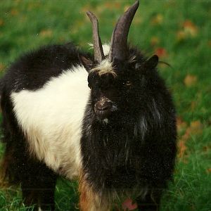 Sewerby Zoo, Cyrus a (smelly) zoo icon of the 1990s