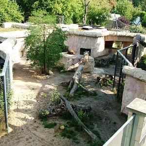 Lion Exhibit at Dresden, 29/08/12