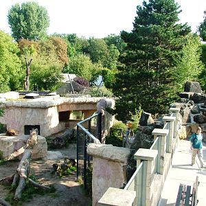 Lion Exhibit at Dresden, 29/08/12