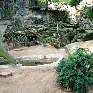 Mongoose Exhibit at Dresden, 29/08/12