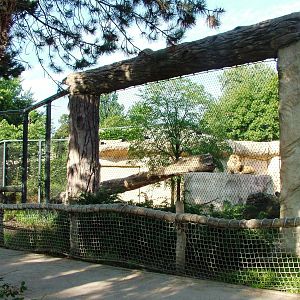 Lion Exhibit at Dresden, 29/08/12