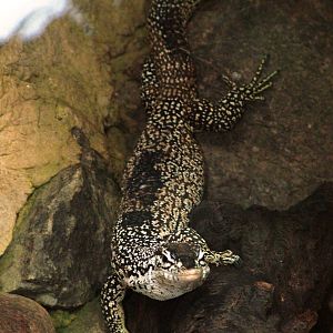 New Guinea Spotted Tree Monitor at Dresden, 29/08/12