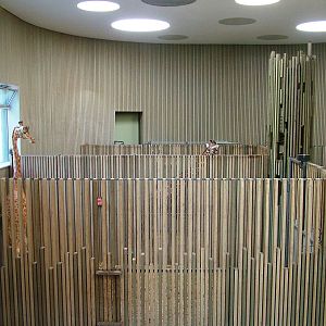 Giraffe House Interior at Dresden, 29/08/12