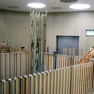 Giraffe House Interior at Dresden, 29/08/12