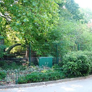 Dhole Exhibit at Dresden, 29/08/12