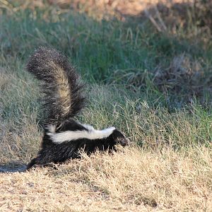Striped Skunk