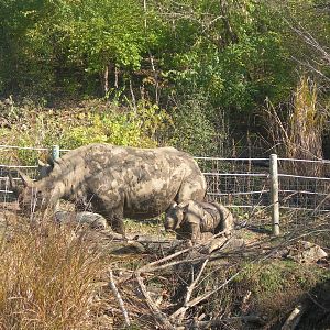 Azizi with Baby (Black Rhino)