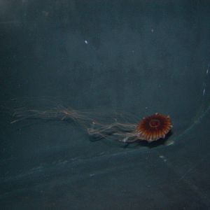 West Coast Sea Nettle