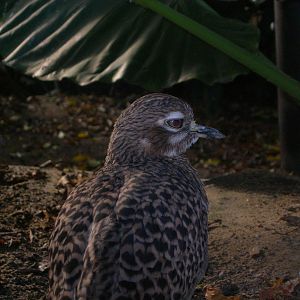 Cape Thick-knee