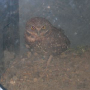 Burrowing Owl