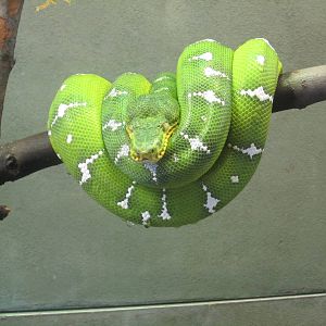 Emerald Tree Boa