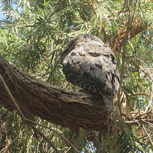 Tawny Frogmouth