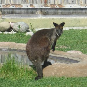 Swamp Wallaby